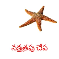 నక్షత్రపు చేప picture flashcards