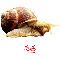 నత్త picture flashcards