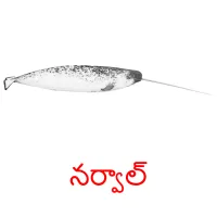 నర్వాల్ picture flashcards