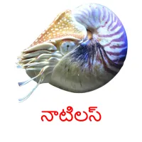 నాటిలస్ picture flashcards