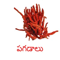 పగడాలు picture flashcards