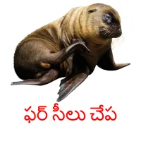 ఫర్ సీలు చేప picture flashcards