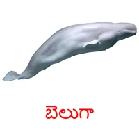 బెలుగా picture flashcards