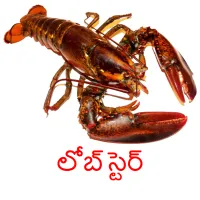 లోబ్ స్టెర్ picture flashcards