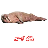 వాళ్ రస్ picture flashcards