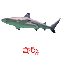 షార్క్ picture flashcards