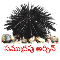 సముద్రపు అర్చిన్ picture flashcards