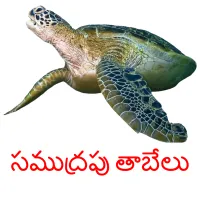 సముద్రపు తాబేలు picture flashcards