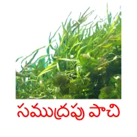 సముద్రపు పాచి picture flashcards