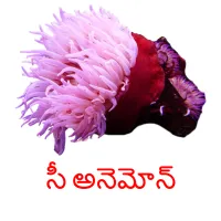 సీ అనెమోన్ picture flashcards