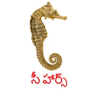 సీ హార్స్ picture flashcards