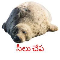 సీలు చేప picture flashcards