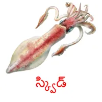 స్క్విడ్ picture flashcards
