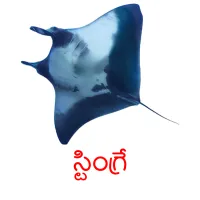 స్టింగ్రే picture flashcards