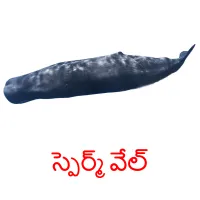 స్పెర్మ్ వేల్ picture flashcards