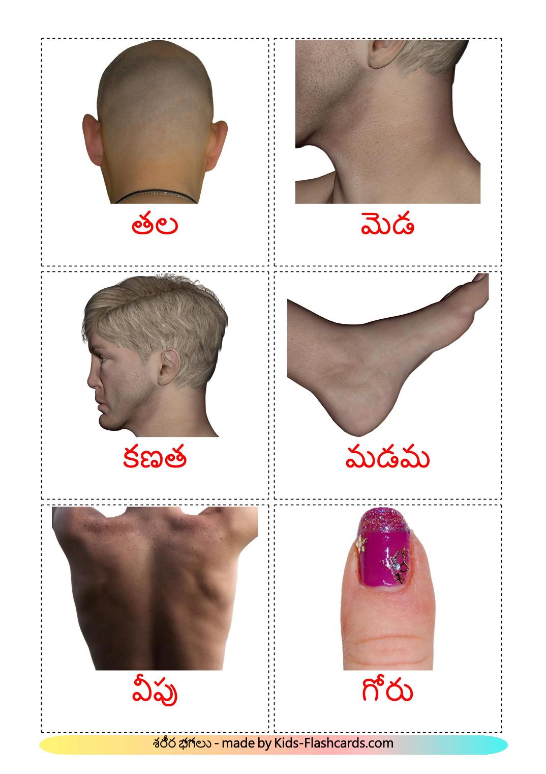 Körper - 26 kostenlose, druckbare Telugu Flashcards 