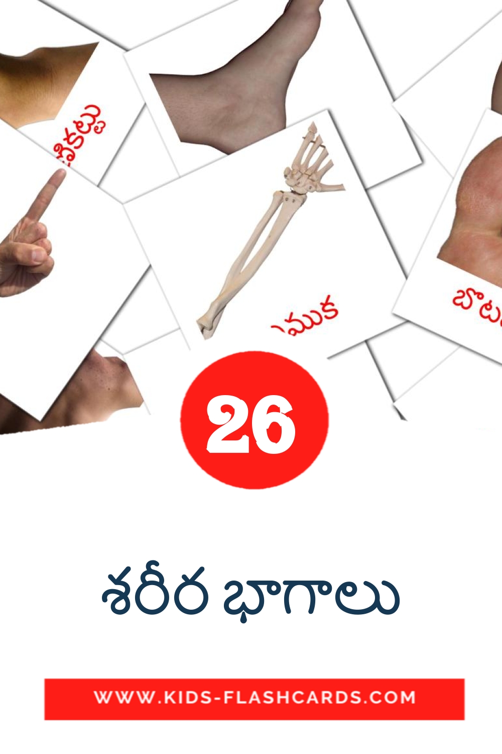 26 carte illustrate di శరీర భాగాలు per la scuola materna in telugu