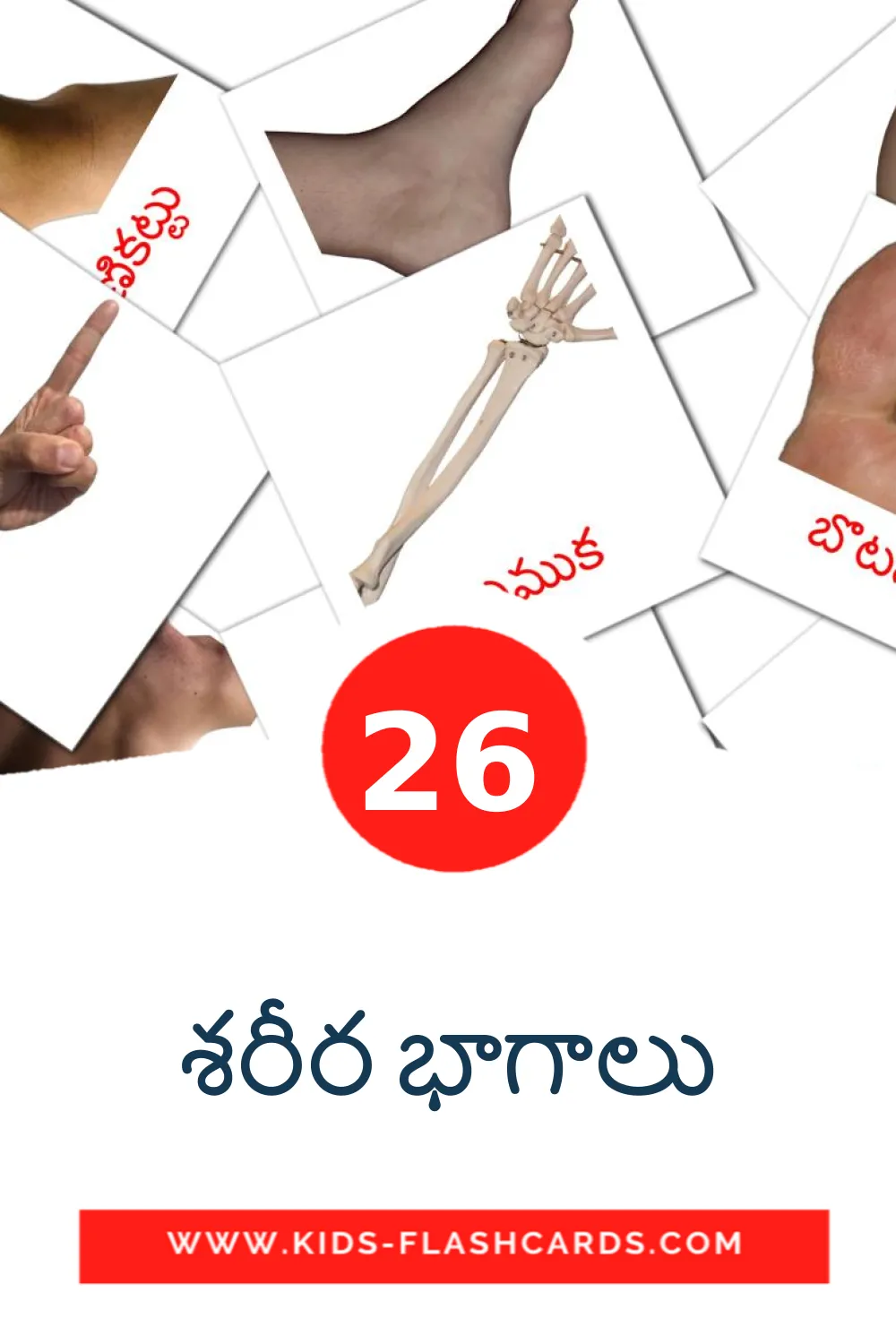 26 శరీర భాగాలు Picture Cards for Kindergarden in telugu