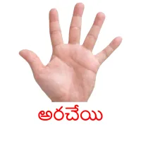 అరచేయి picture flashcards