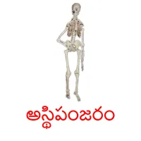 అస్థిపంజరం picture flashcards