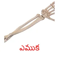 ఎముక picture flashcards