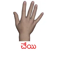 చేయి picture flashcards