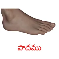 పాదము picture flashcards