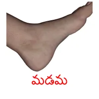 మడమ picture flashcards