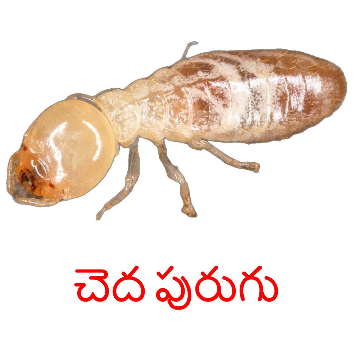 Telu Insect 24 Printable Insects Flashcards in Telugu (Free PDF)