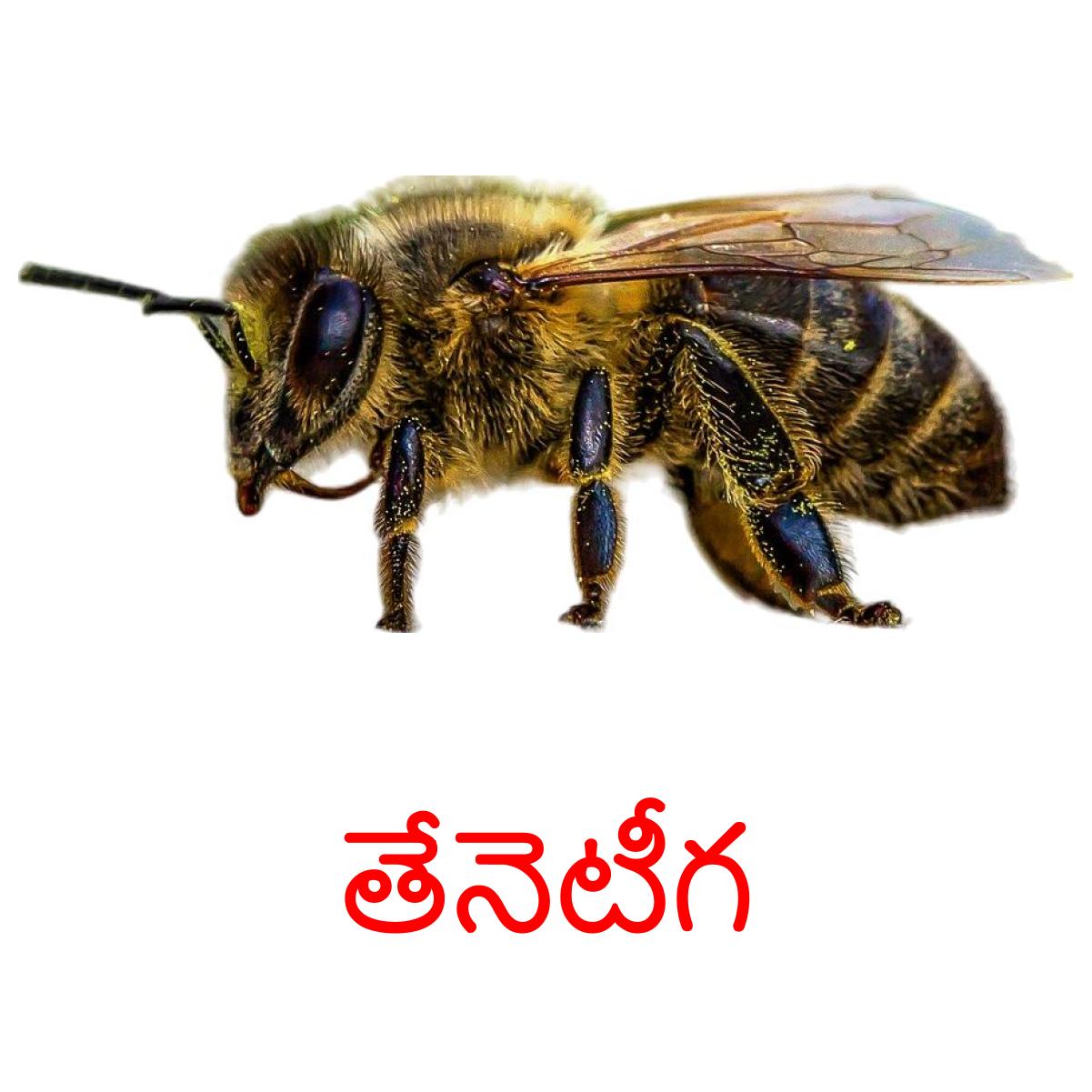 Telu Insect 24 Printable Insects Flashcards in Telugu (Free PDF)