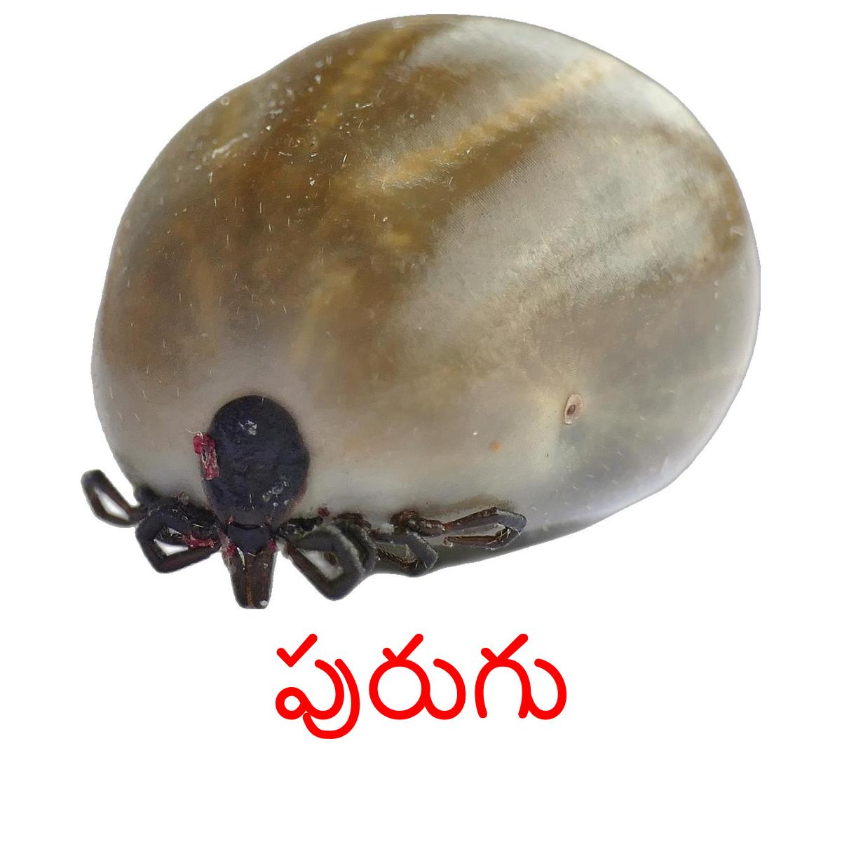 Telu Insect 24 Printable Insects Flashcards in Telugu (Free PDF)