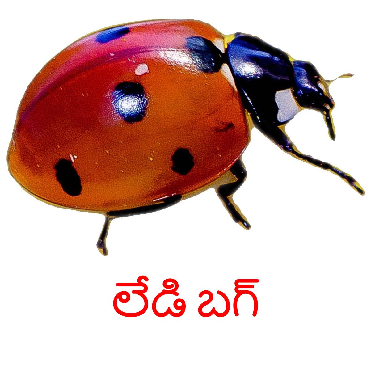 Telu Insect 24 Printable Insects Flashcards in Telugu (Free PDF)