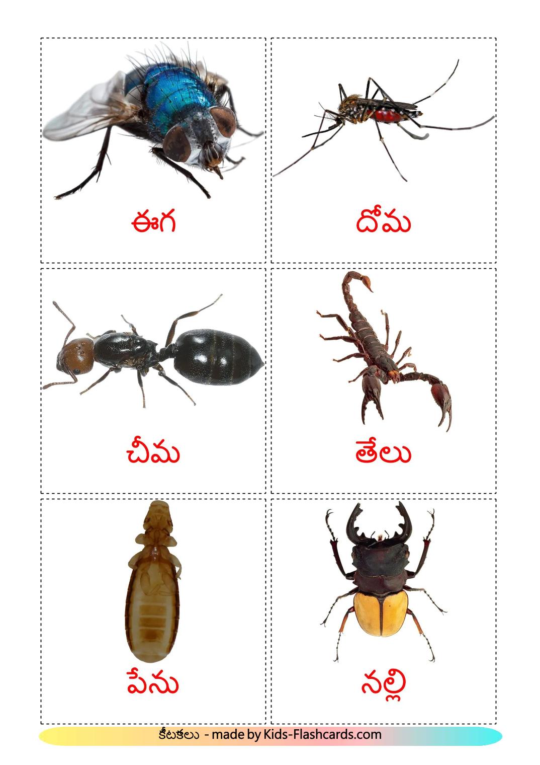 Les Insectes - 24 Flashcards telugu imprimables gratuitement