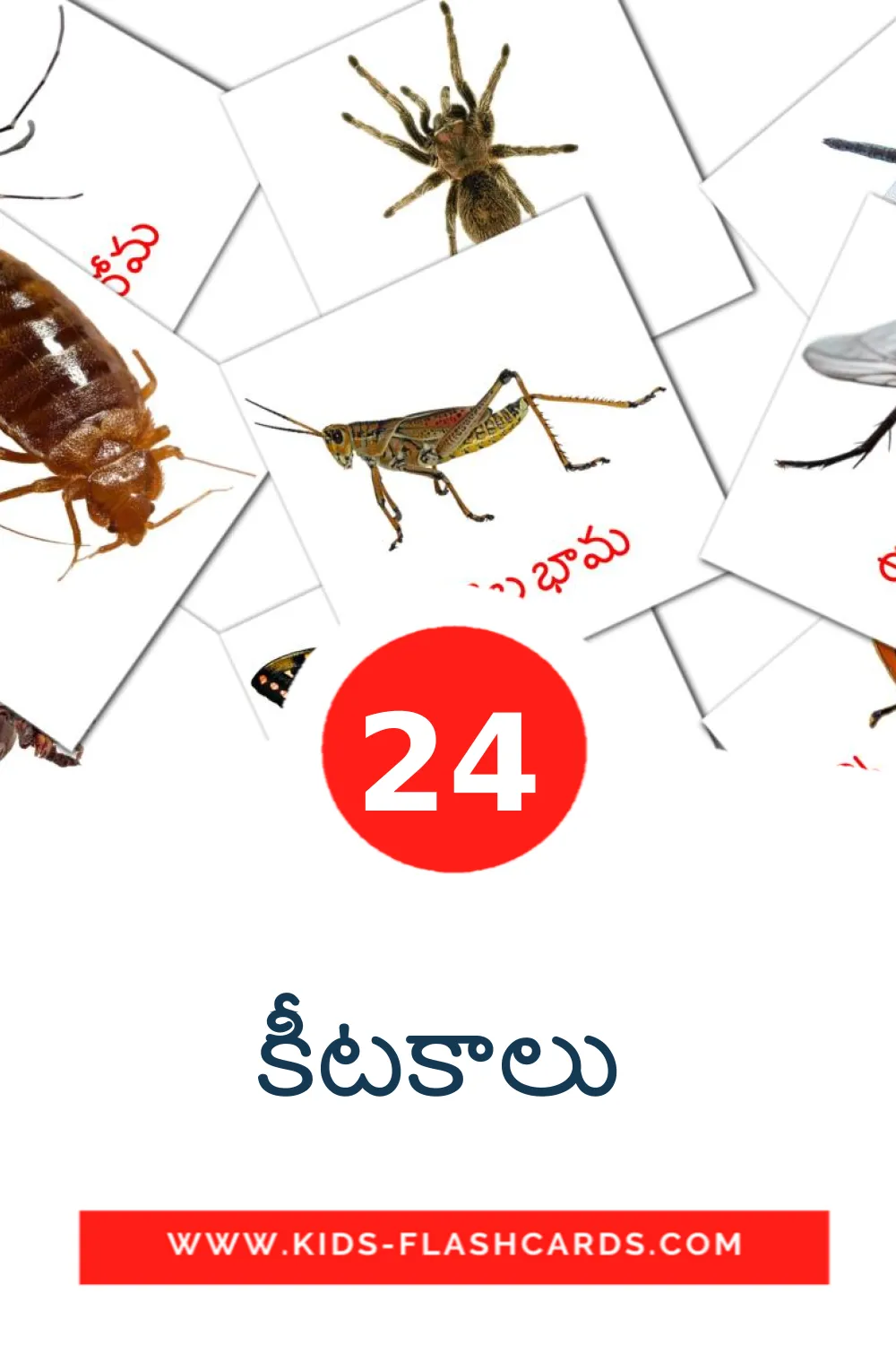 24 cartes illustrées de కీటకాలు  pour la maternelle en telugu