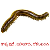 కాళ్ళ జెర్రే , బహుపాది , రోకలబండ cartes flash