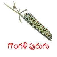 గొంగళి పురుగు cartes flash