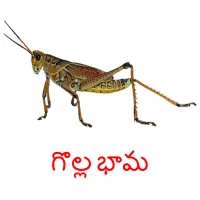 గొల్ల భామ cartes flash