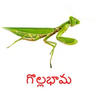 గొల్లభామ cartes flash