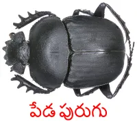 పేడ పురుగు cartes flash