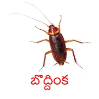 బొద్దింక cartes flash