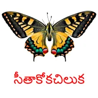 సీతాకోకచిలుక cartes flash