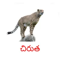 చిరుత cartões com imagens