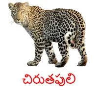 చిరుతపులి cartões com imagens