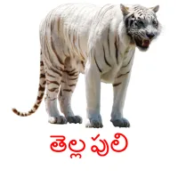 తెల్ల పులి cartões com imagens