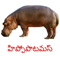 హిప్పోపొటమస్ cartões com imagens