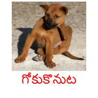 గోకుకొనుట ansichtkaarten