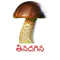 తినదగిన picture flashcards