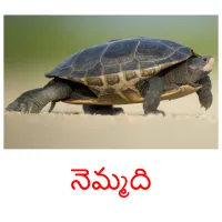 నెమ్మది picture flashcards