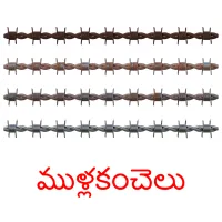 ముళ్లకంచెలు picture flashcards