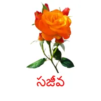 సజీవ picture flashcards